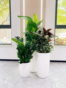 寻余姚专业花木租赁，开启花卉绿植租赁之旅